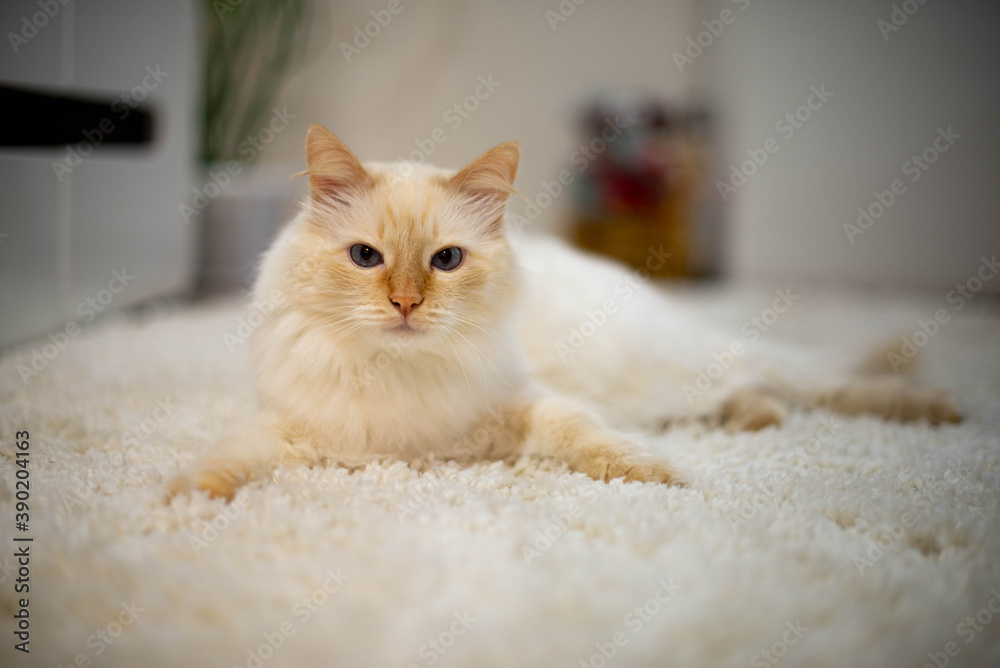 white and brown cat with big blue eyes