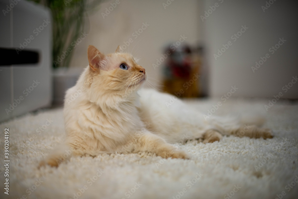 white and brown cat with big blue eyes