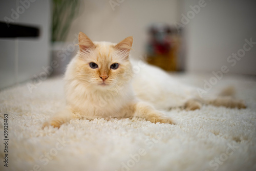 Obraz na płótnie white and brown cat with big blue eyes w salonie