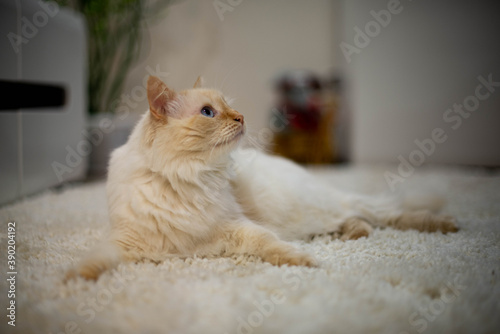 Obraz na płótnie white and brown cat with big blue eyes w salonie