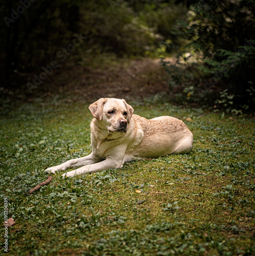 Labrador dog in the forest