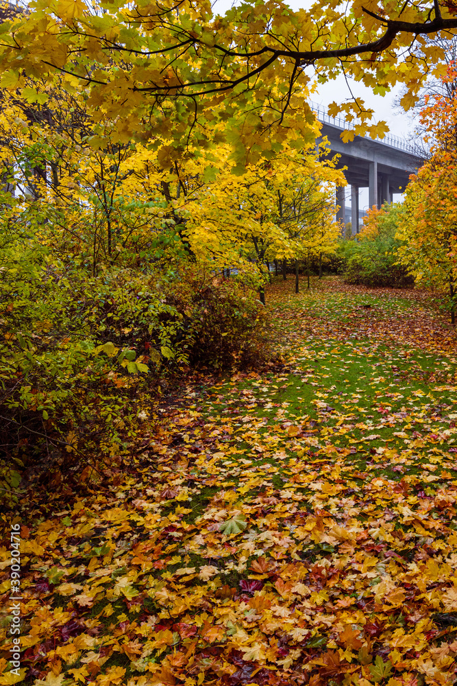 Fototapeta premium autumn leaves in the city