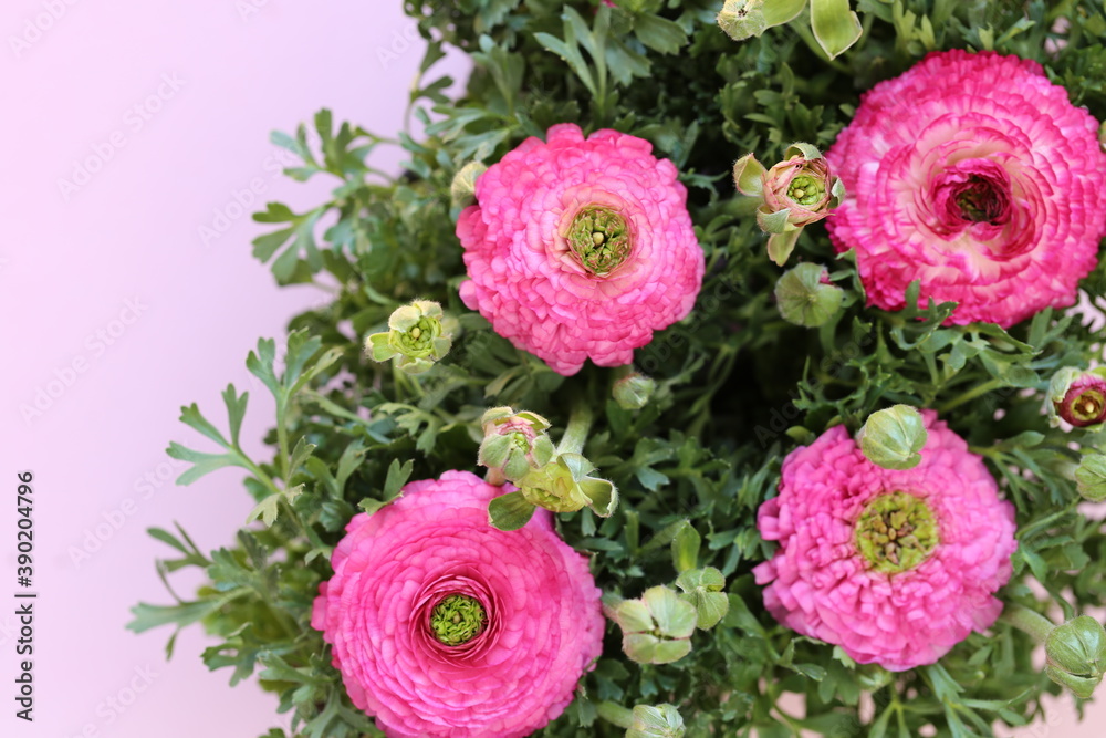 Ranunculus flower.buttercup flowers.floral background. pink ranunculus flowers  on pink background. Floral card with delicate spring flowers.Wedding day, mother's day and women's day.copy space