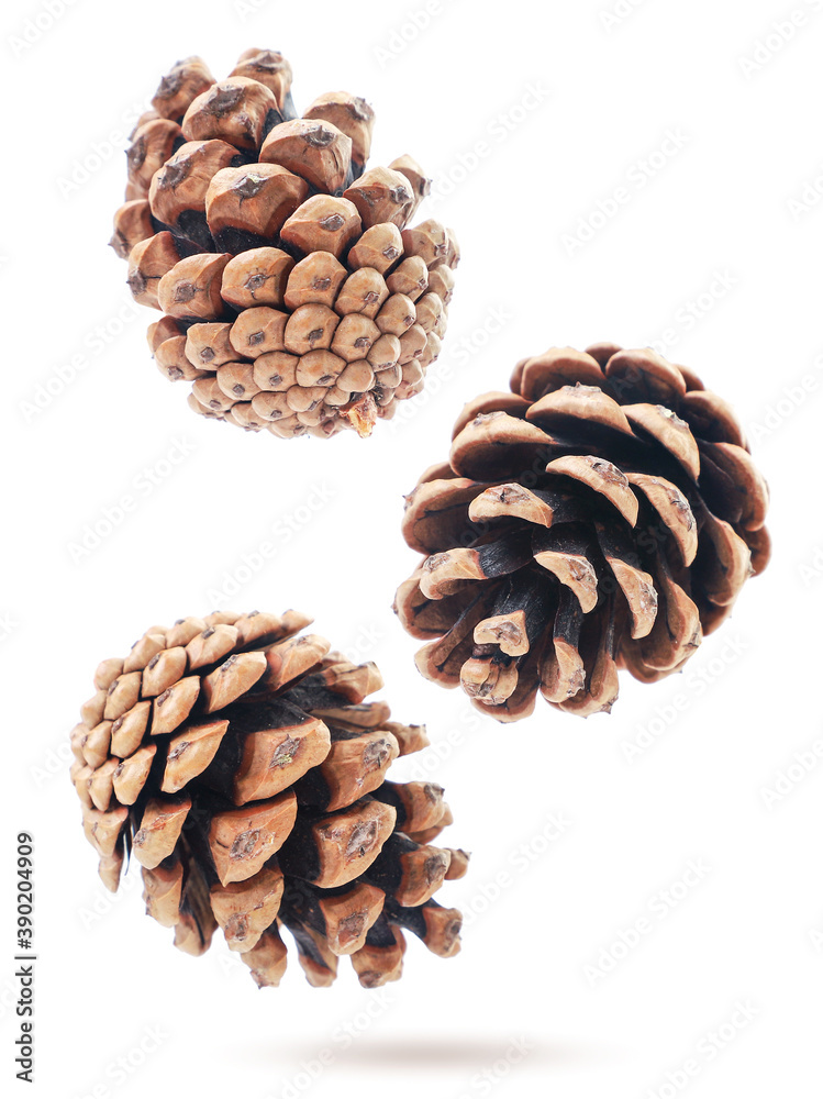 Pine cones fly on a white background, levitating. Isolated Pine cones fly on a white background, levitating. Isolated