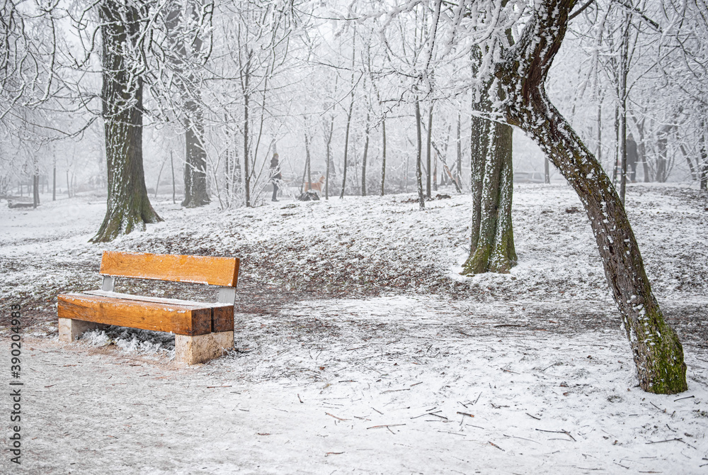 Bench in winter in the forest