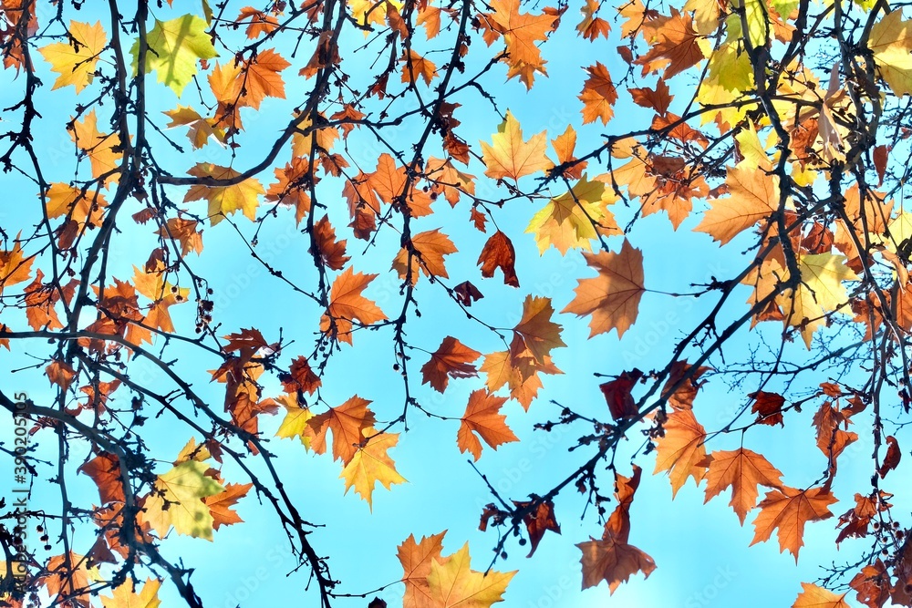 Colorful autumn maple leaves on blue sky background. Golden autumn. Abstract photo.