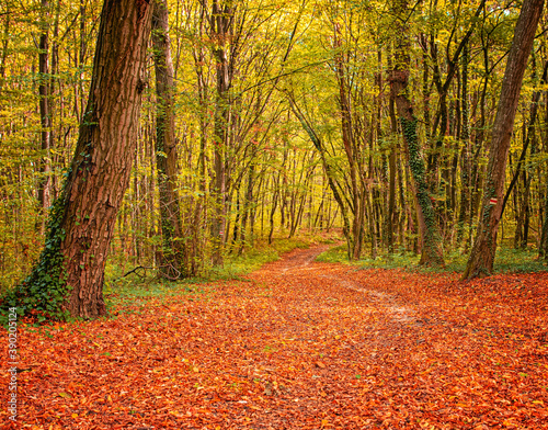 Pathway in the forest in au...