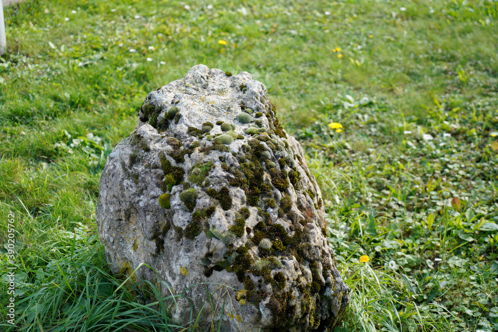 Organic and mineral structure of plants and soil containing humus in detail Organic and mineral structure of plants and soil containing humus in detail