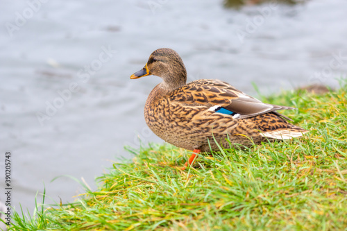 Duck on the river bank