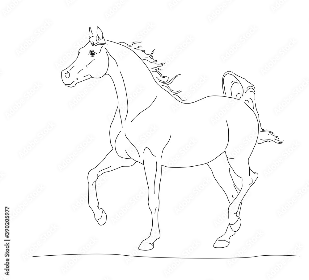 Arabian horse with long mane run forward