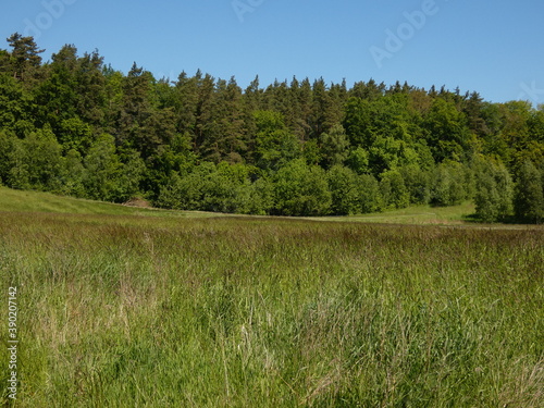 Rural landscape with green field and trees, Poland