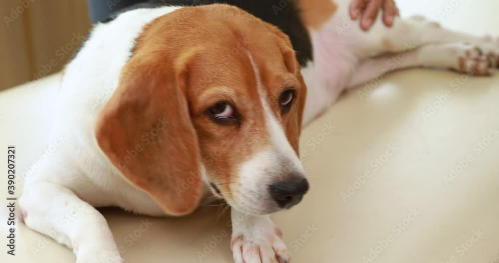 Veterinary animal clinic. Old Dog Checking the breath. By stethoscope examining and treated on the table. Veterinary animal clinic. Old Dog Checking the breath. By stethoscope examining and treated on the table.