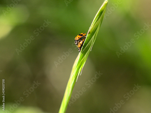 chinita, ladybug, mariquita montada amor sexo photo