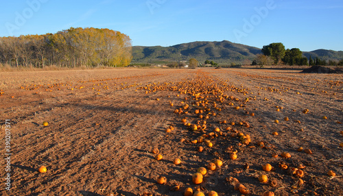 Exceso de naranjas utilizadas como abono en el campo del delta del Ebro en la comarca catalana del Montsia, España photo