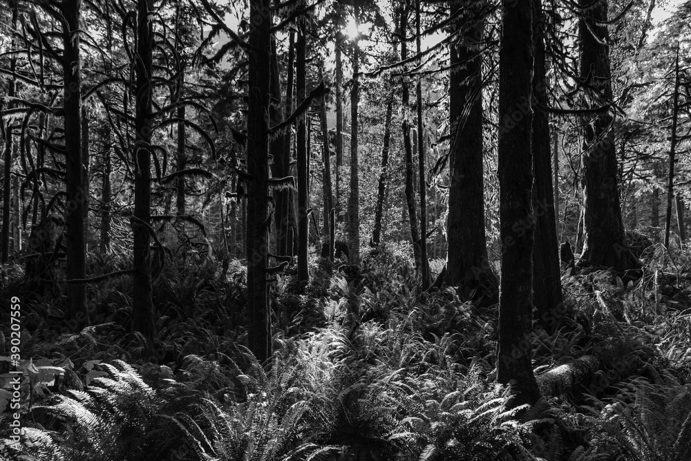 Fototapeta premium Rainforest in Washington
