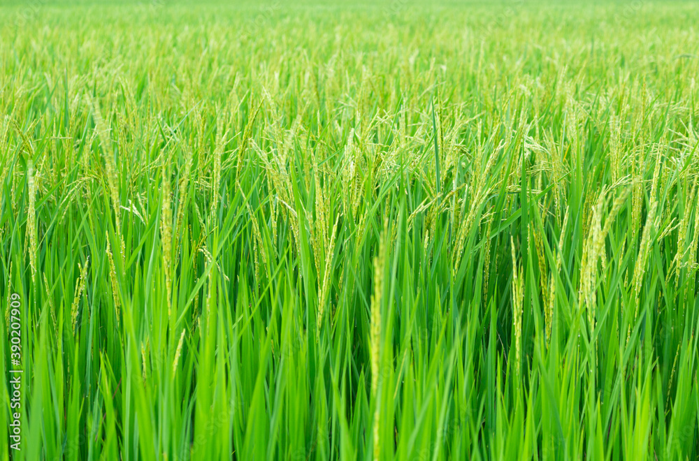 Green rice fields with rice trees in Central region of thailand Green rice fields with rice trees in Central region of thailand