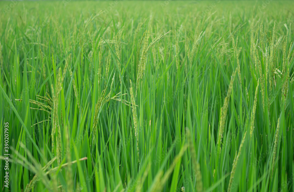 Green rice fields with rice trees in Central region of thailand Green rice fields with rice trees in Central region of thailand