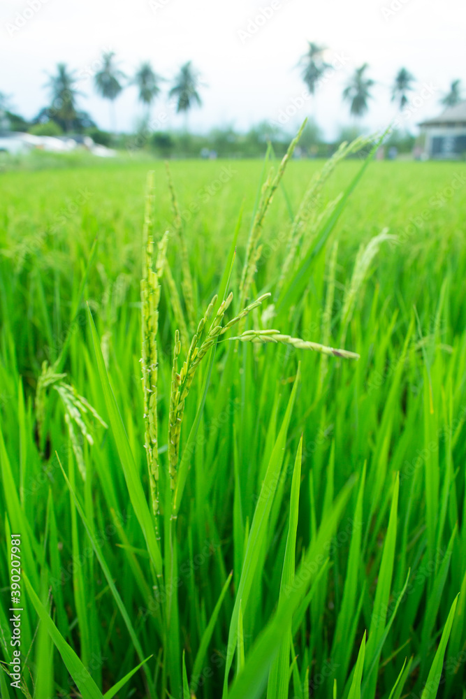 Green rice fields with rice trees in Central region of thailand Green rice fields with rice trees in Central region of thailand