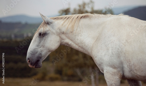 pretty Lipizzaner white horse portrait in rainy day