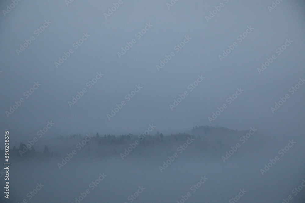 An island of trees in the clouds An island of trees in the clouds