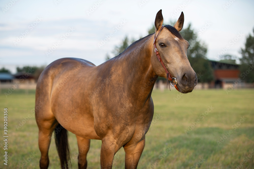 adorable brown horse portrait with western bridle on green background by the sunset 