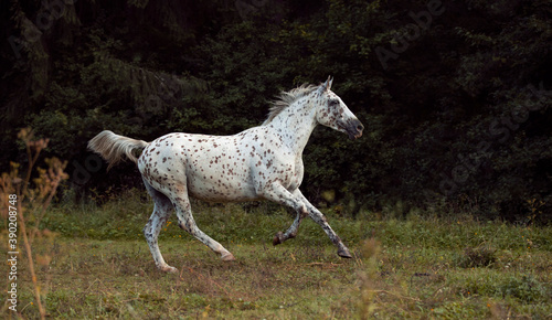 beautiful leopard appaloosa white horse running through meadow by the sunset 