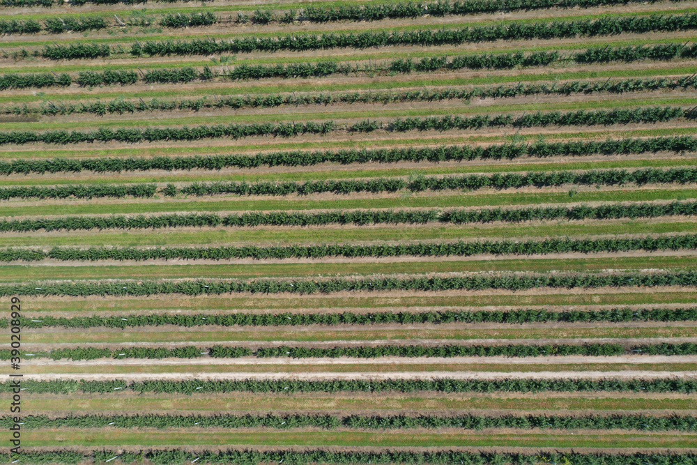 Apple orchard in a small Belarusian village Apple orchard in a small Belarusian village