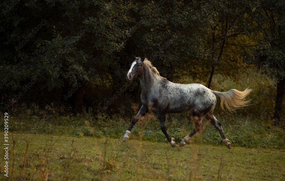 Obraz premium beautiful grey appaloosa horse running through green grass 
