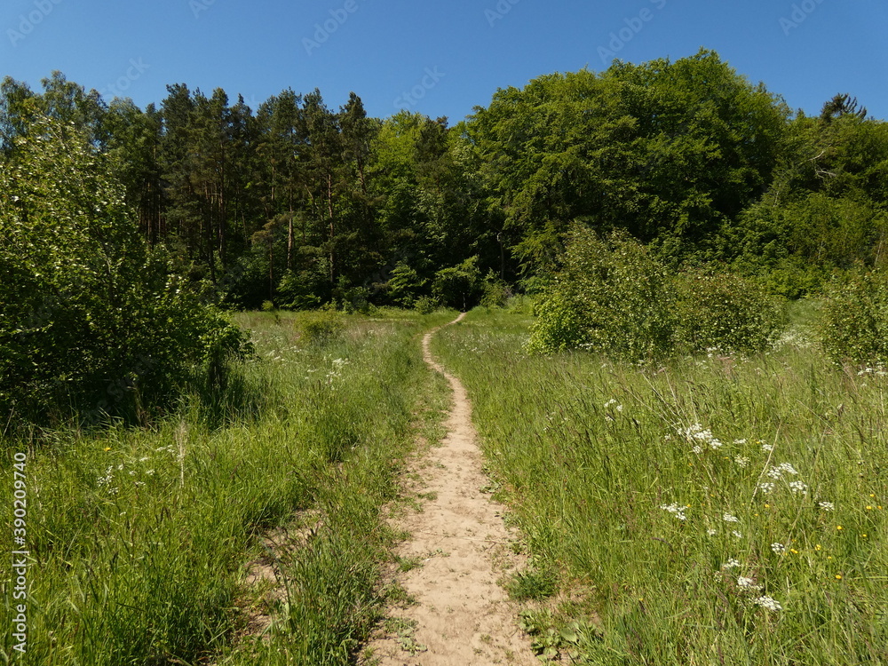 Dirt road in a green meadow at the edge of woodlet under blue sky, Poland