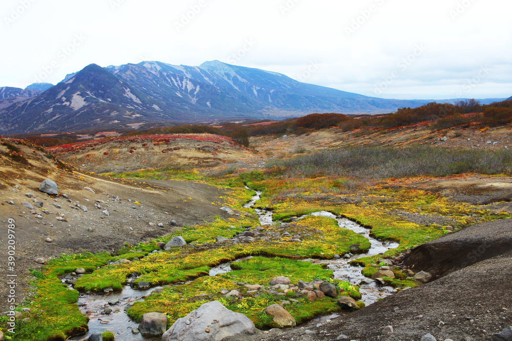 Autumn color contrasts in the mountains of Kamchatka. Bright green grass near streams, blue mountains and red tundra flowers