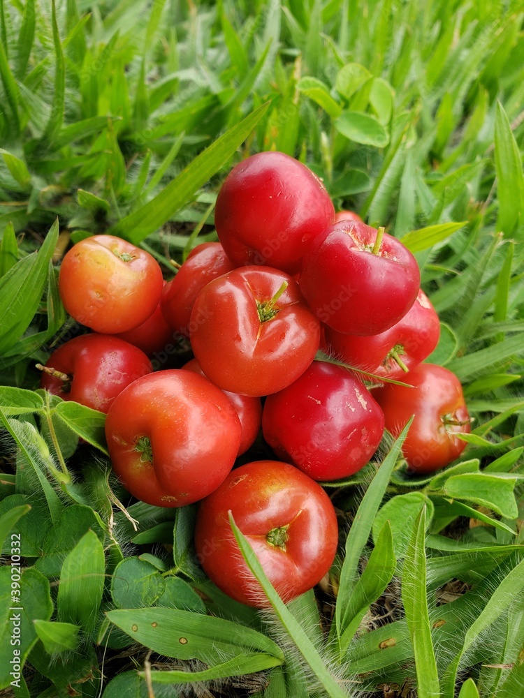 acerola, food, vegetable, red, fresh, tomatoes, healthy, green, salad, fruit, vegetables, isolated, vegetarian, organic, pepper, ripe, diet, ingredient, agriculture, raw, market, white, freshness, nat