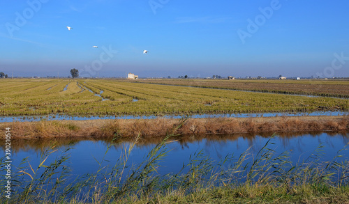 Campos de arroz en el delta del Ebro en la comarca catalana del Montsia, España