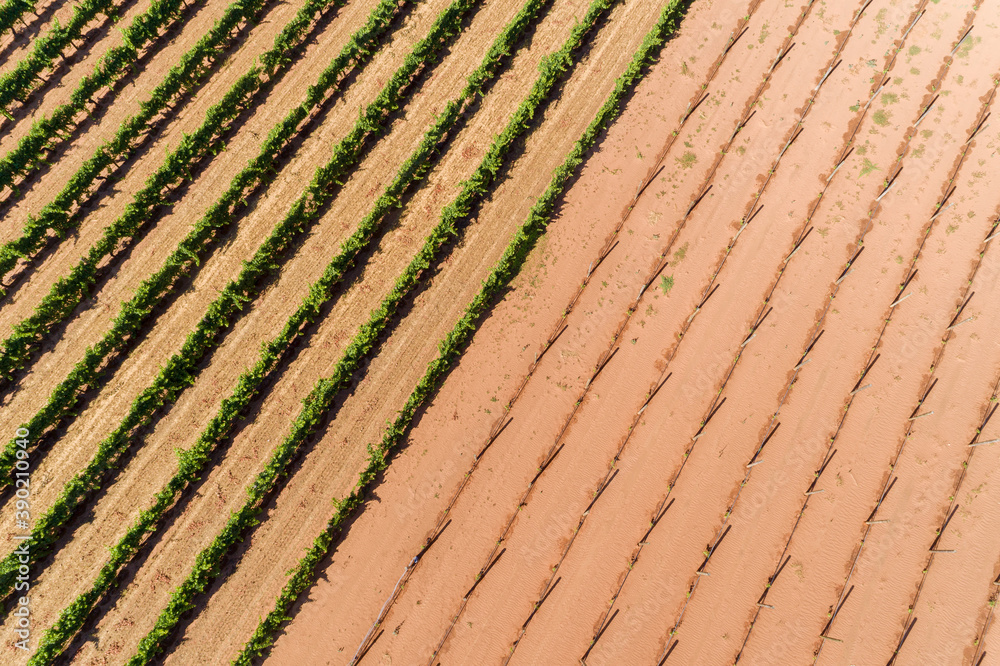 Aerial views over grape vines in full summer growth Aerial views over grape vines in full summer growth