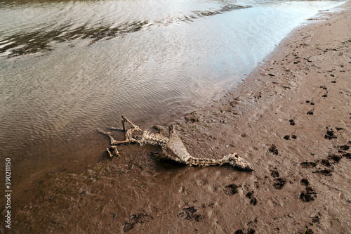 Skeleton of a dead sheep