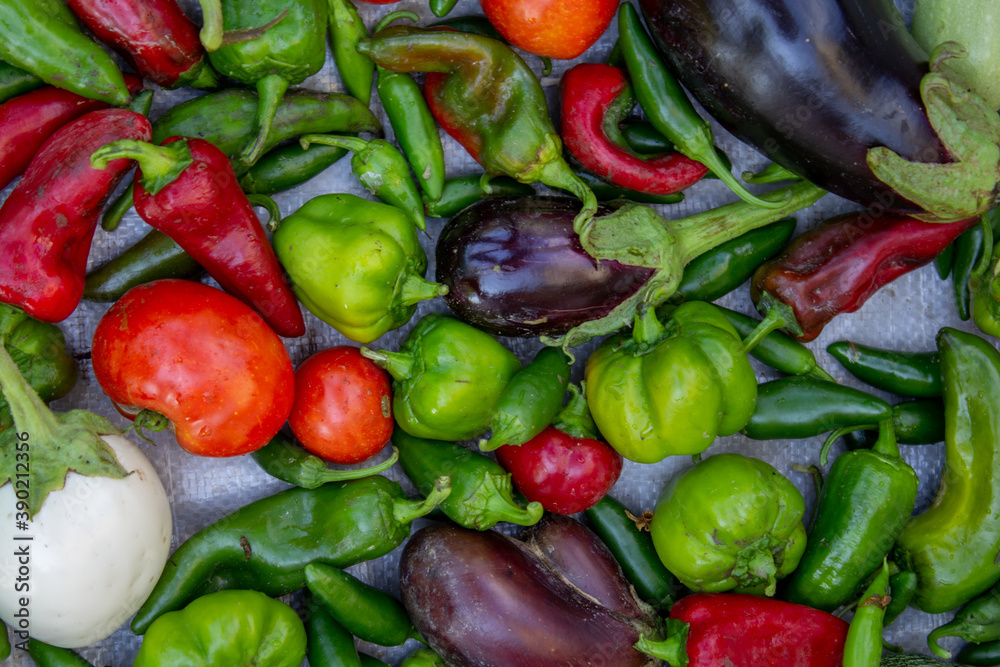 Garden veggies harvest in September