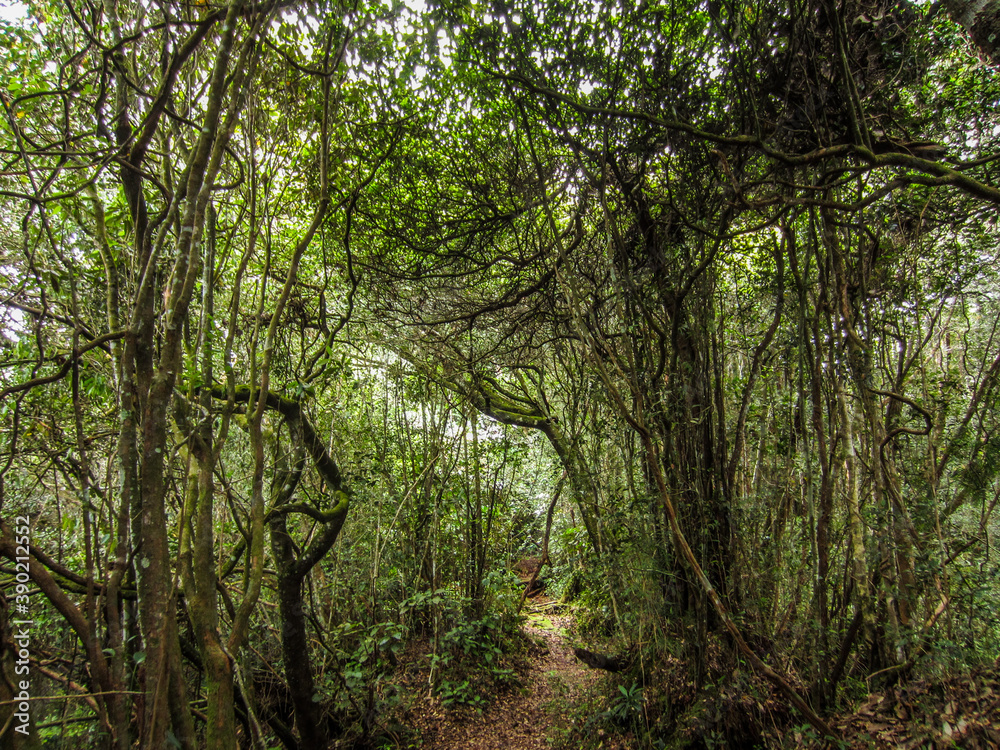 Jungle forest Cameron Highlands Malaysia