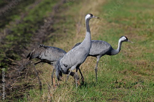 Kraniche (Grus grus) auf einem Mais-Feld // Common cranes on a corn field photo