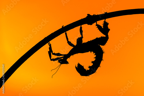 Australische Gespenstschrecke (Extatosoma tiaratum) - giant prickly stick insect