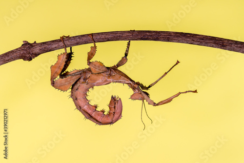 Australische Gespenstschrecke (Extatosoma tiaratum) - giant prickly stick insect