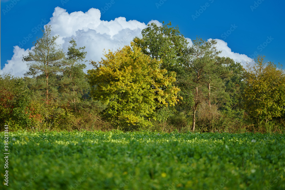 Fototapeta premium trees in the field