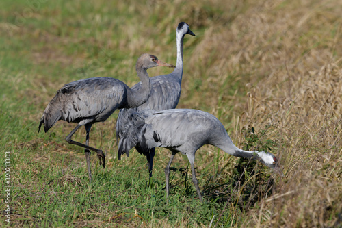 Kraniche (Grus grus) auf einem Mais-Feld // Common cranes on a corn field photo