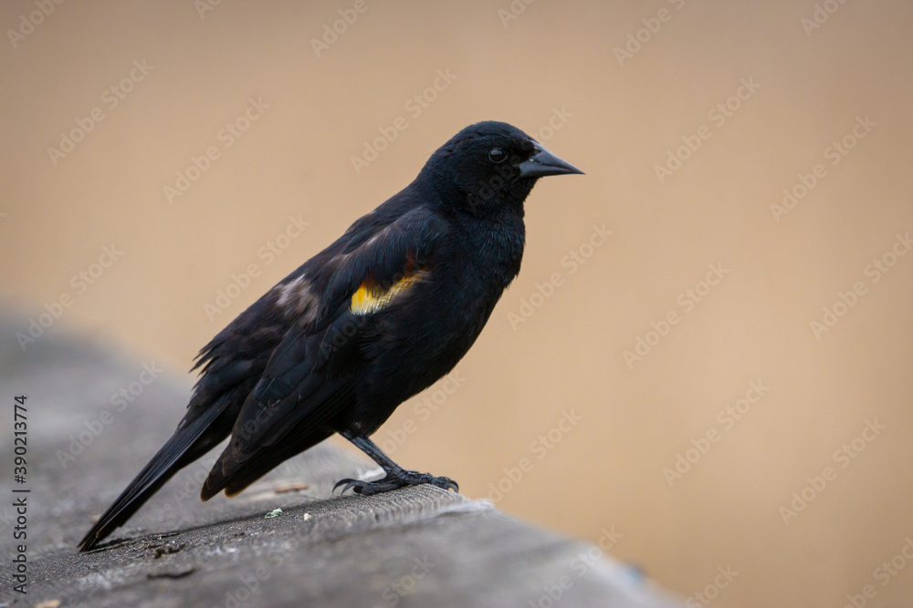 Obraz premium blackbird contemplating life ...