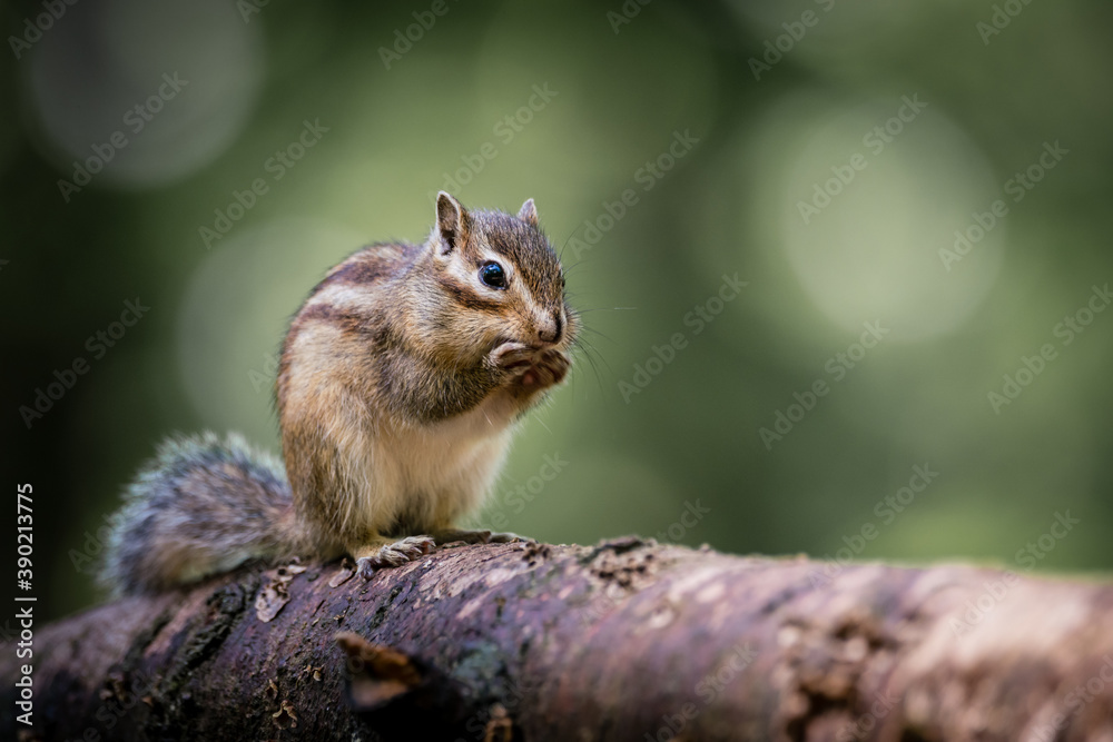 Siberian chipmunk (Eutamias sibiricus) in the forest in Noord Brabant in the Netherlands Siberian chipmunk (Eutamias sibiricus) in the forest in Noord Brabant in the Netherlands