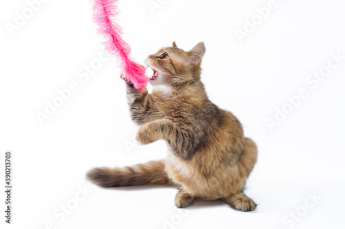 fluffy cat playing on white background
