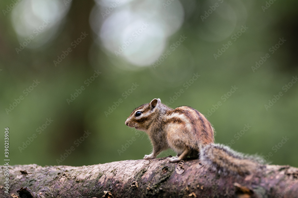 Siberian chipmunk (Eutamias sibiricus) in the forest in Noord Brabant in the Netherlands Siberian chipmunk (Eutamias sibiricus) in the forest in Noord Brabant in the Netherlands