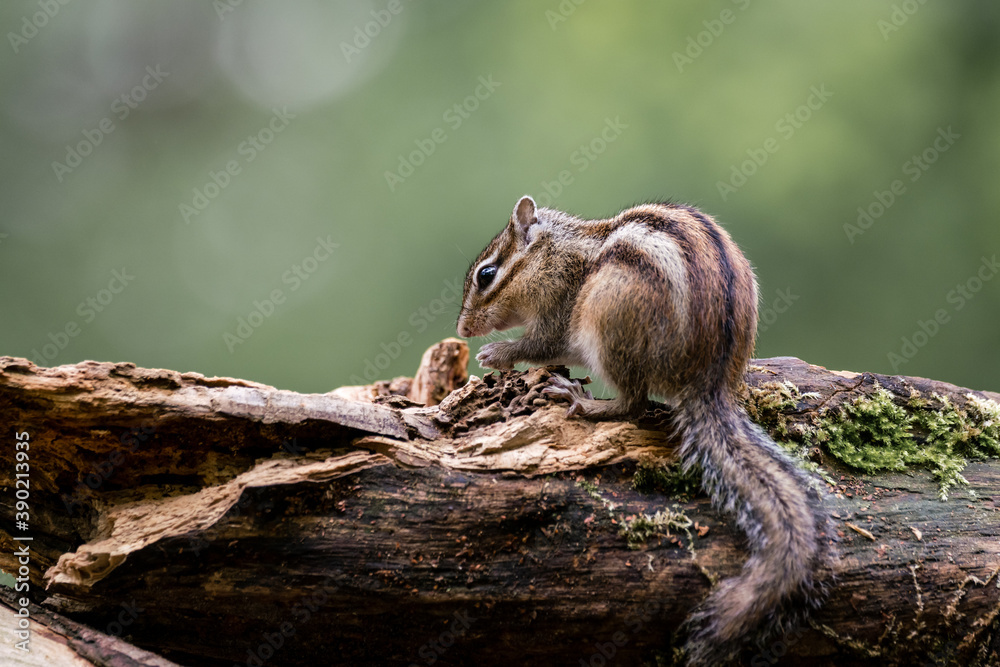 Siberian chipmunk (Eutamias sibiricus) in the forest in Noord Brabant in the Netherlands Siberian chipmunk (Eutamias sibiricus) in the forest in Noord Brabant in the Netherlands