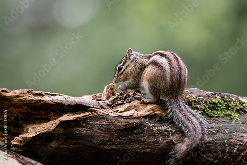 Siberian chipmunk  Eutamias sibiricus  in the forest in Noord Brabant in the Netherlands
