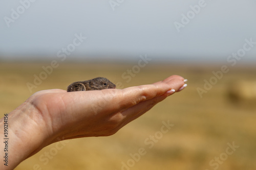 field mouse in hand