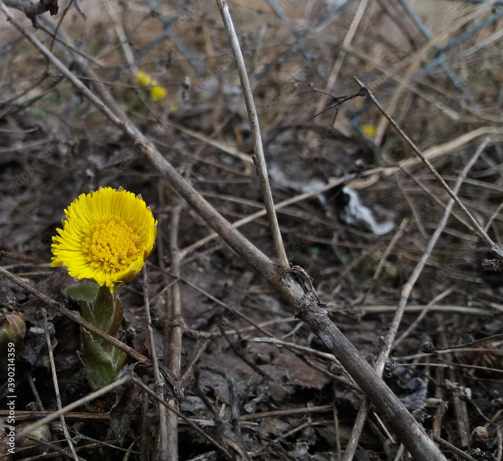 Coltsfoot spring yellow flower medicinal plant. Close-up of wildflowers on a background of soil and branches.