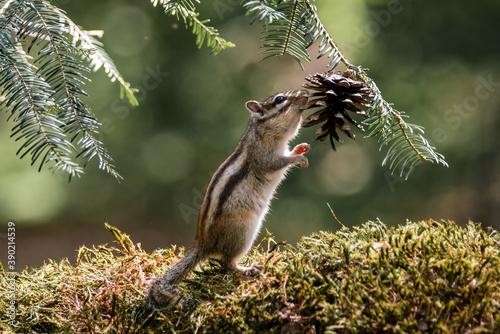 Siberian chipmunk (Eutamias sibiricus) in the forest in Noord Brabant in the Netherlands